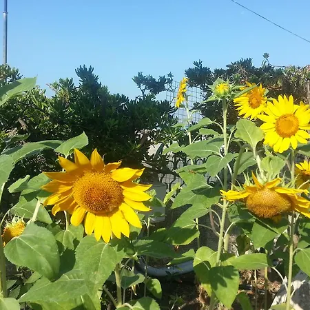 Guest house Il Girasole 3*